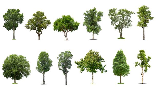 Sammlung von Bäumen Isoliert auf weißem Hintergrund, exotischer tropischer Baum für Design. - Foto, Bild