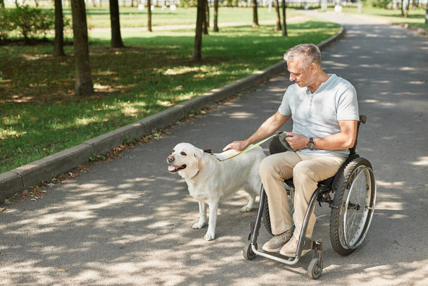 駐車場の犬と車椅子の男 - 写真・画像