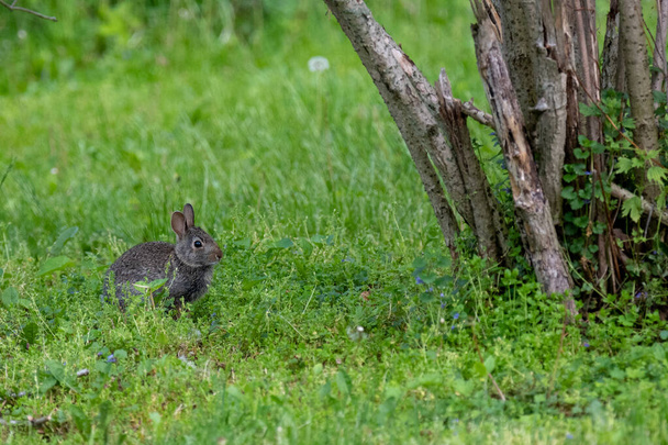A natural view of a brown rabbit on green grass - Foto, Imagen
