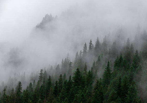 The fog clouds on a mountain slope - Fotografie, Obrázek