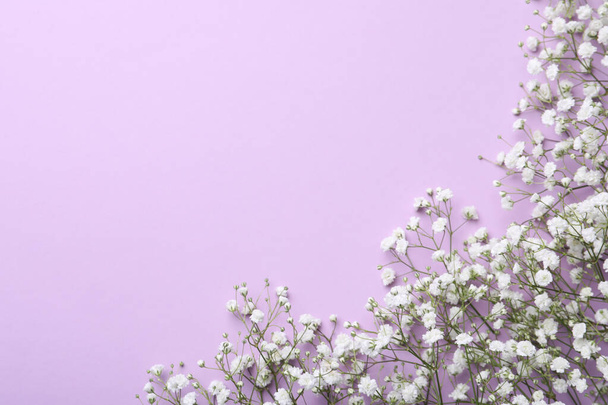 Beautiful gypsophila flowers on violet background, flat lay. Space for text - Foto, immagini