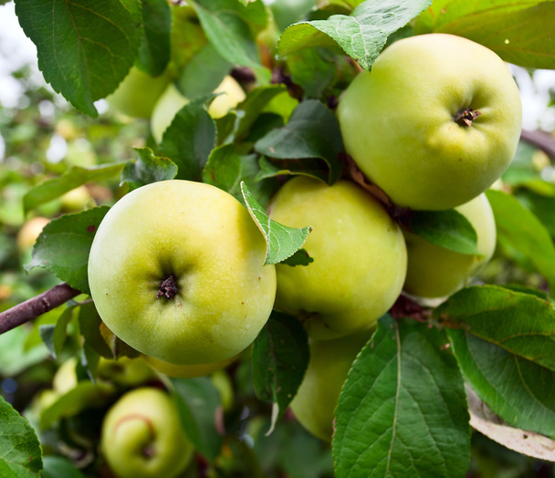  Omenat puussa hedelmätarhassa
 - Valokuva, kuva