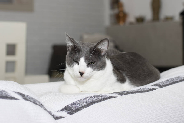 A cute gray and white cat falling asleep on top of a sofa - Фото, изображение