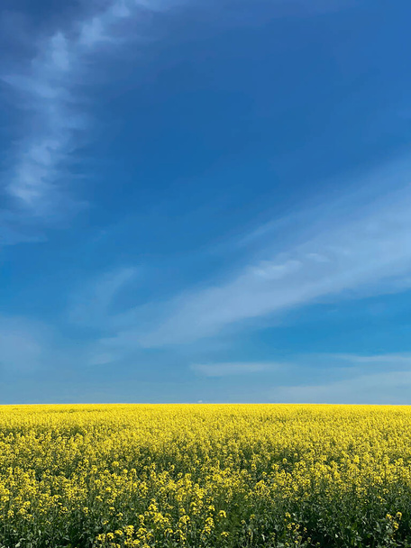 A field with flowering yellow oilseed rapeseed - Photo, Image