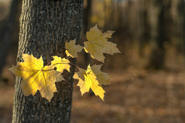 A selective focus of yellow maple leaves on a tree twig in the forest at the autumn - Foto, afbeelding