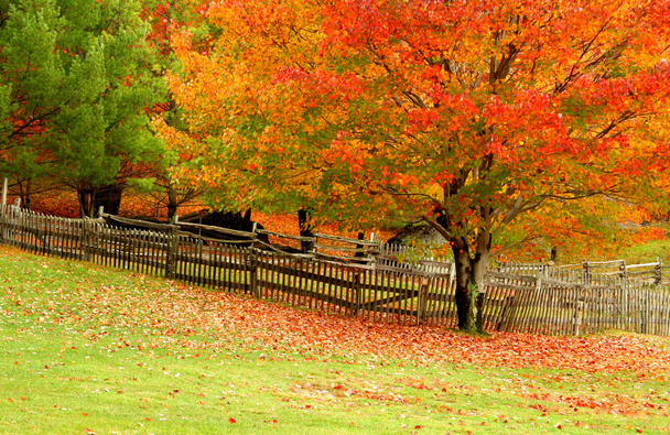 őszi színek - Fotó, kép