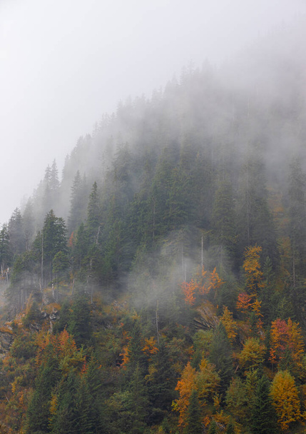 A steam after rain on a mountain slope - Fotó, kép