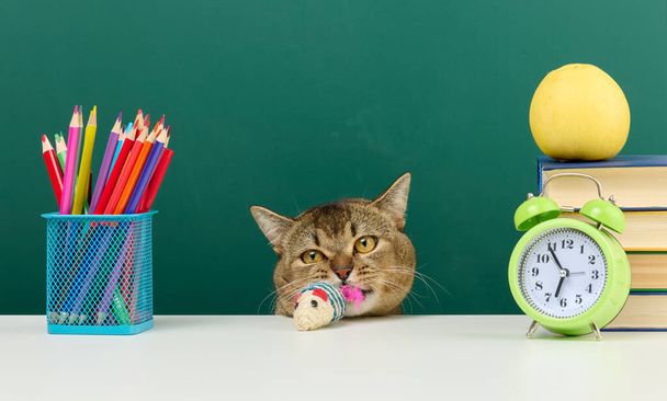大人のストレートスコティッシュグレーの猫は緑の教育委員会の背景に座っています。学校に戻る - 写真・画像