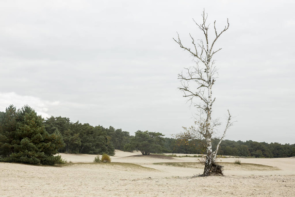 Barren solitary birch tree in the middle of the Soesterduinen sand dunes in The Netherlands. Unique Dutch natural phenomenon of sandbank drift plain. - Fotoğraf, Görsel