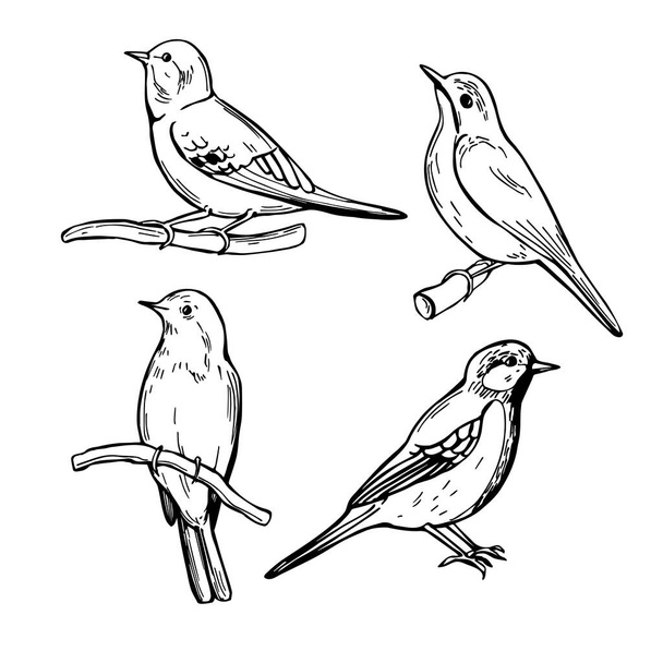 Hand drawn spring birds. Vector sketch  illustration. - ベクター画像