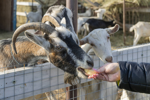 A closeup shot of a person feeding a pet goat in the farmyard - Photo, Image