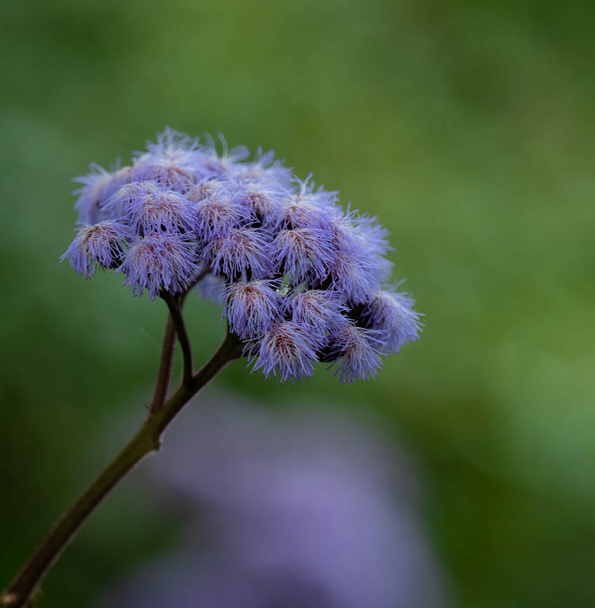 A closeup shot of a purple flower in a forest on a blurred background - Fotó, kép