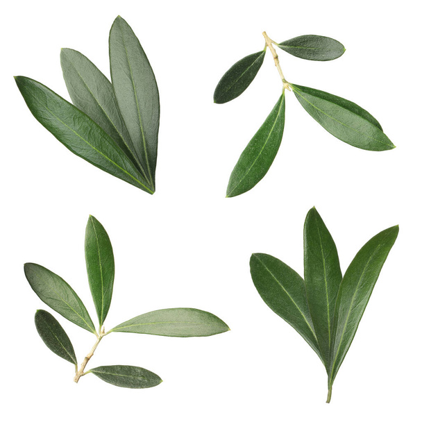 Set with fresh green olive leaves on white background - Valokuva, kuva