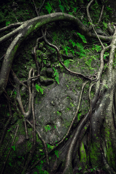 熱帯林の巨木の根。緑の森の木の根。持続可能な観光の概念。緑の森でハイキング。トレッキングコンセプト。メキシコのアマトラン - 写真・画像