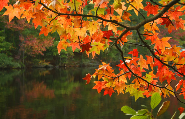 Foglie d'autunno - Foto, immagini