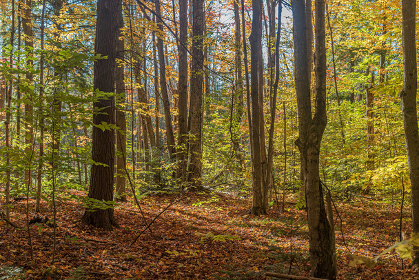 Fall sunny forest in Central Ontario, Canada - Φωτογραφία, εικόνα