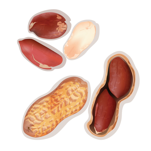 Amendoins
 - Vetor, Imagem