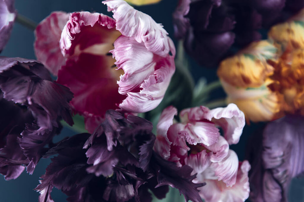 Bunch of Parrot Style Tulips - Valokuva, kuva