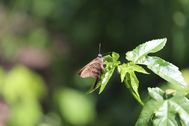 linda mariposa sobre folhagens em jardim - Fotografie, Obrázek