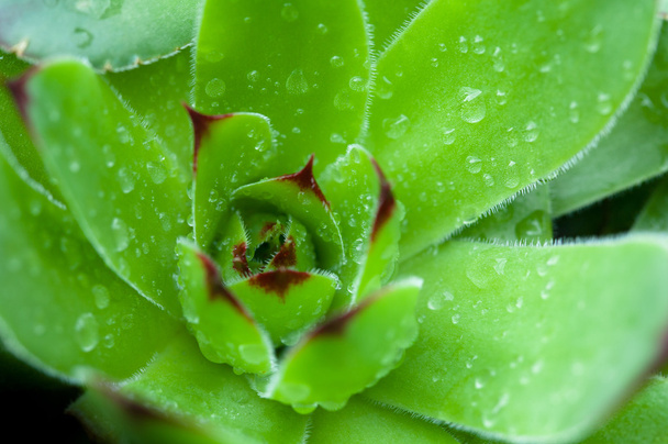 Sempervivum, succulent, houseleek, in drops - Photo, Image