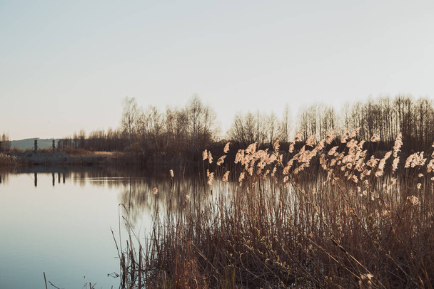 Paisaje tranquilo con cañas brillando a la luz del sol cerca del río tranquilo - Foto, imagen