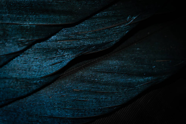 modré a černé ptačí peří. pozadí nebo textura - Fotografie, Obrázek