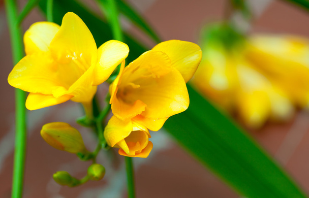 freesia amarilla
 - Foto, imagen