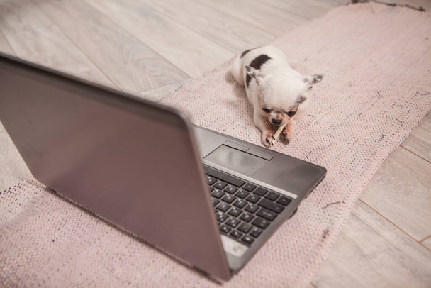 Vista superior de un plato de chihuahua comer perro delante de la computadora portátil - Foto, Imagen
