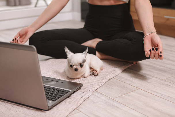 Carino cane chihuahua sdraiato vicino al suo proprietario femminile durante la meditazione davanti al computer - Foto, immagini