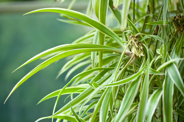 Clorohytum, comosum, Variegatum, hoja verde con raíces
 - Foto, imagen