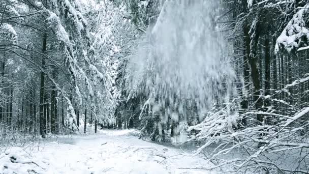 Paisaje invernal con árboles blancos cubiertos de nieve . - Metraje, vídeo