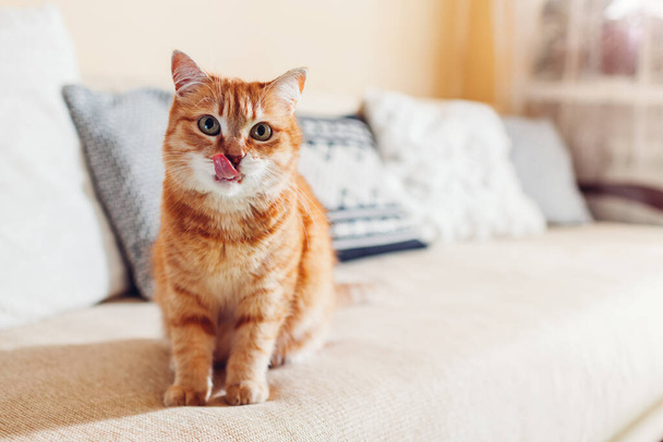 Ginger cat licking mouth relaxing on couch in living room at home. Pet showing tongue. Close up - Foto, Imagem