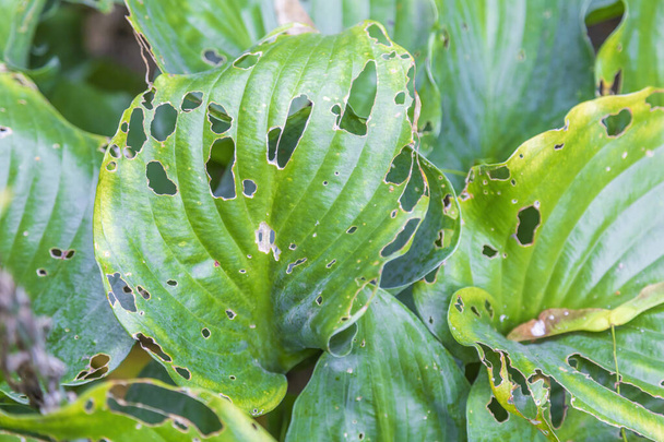 緑の植物の枯れた病気の葉。殺虫剤による化学処理の結果 - 写真・画像