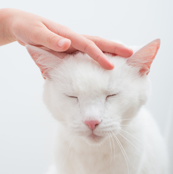 Çocuk el beyaz kedinin kafasını okşayarak. - Fotoğraf, Görsel