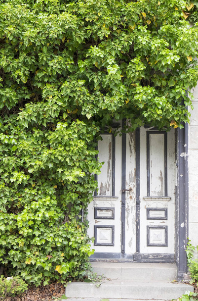 Old wooden door overgrown with ivy plant - Fotó, kép