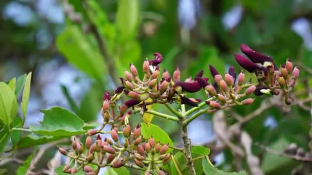 Цветок Erythrina fusca (также фиолетовое коралловое дерево, гетто, буа имбелле, букайо). Используется в качестве традиционной медицины для зуда путем кипения листьев - Кадры, видео