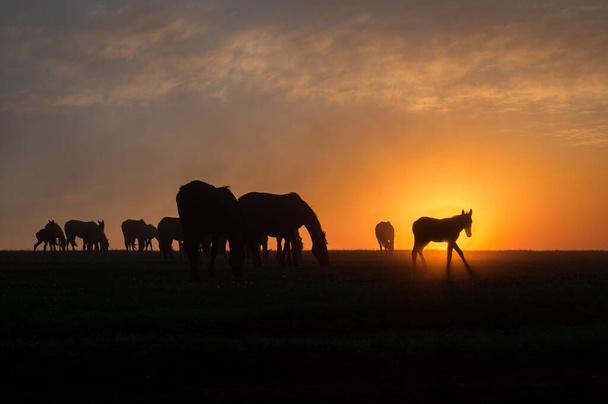 Silhouetten von Pferden bei Sonnenuntergang mit einem schönen Himmel - Foto, Bild