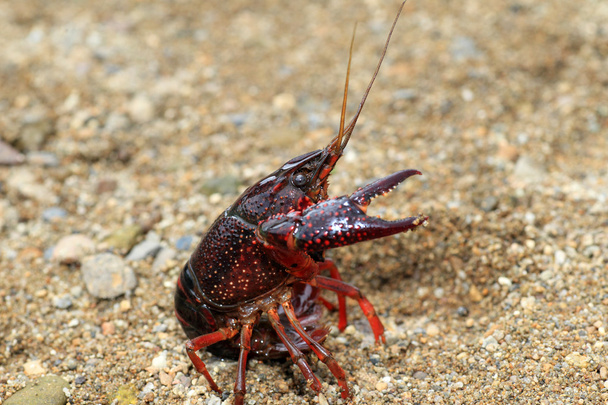 Gambero paludoso rosso (Procambarus clarkii) in Giappone
 - Foto, immagini
