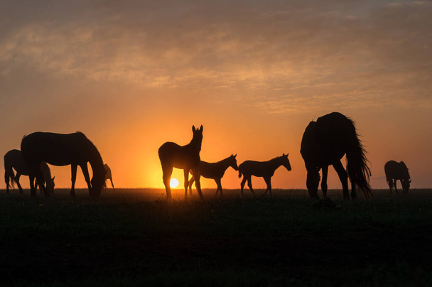 Silhouetten von Pferden bei Sonnenuntergang mit einem schönen Himmel - Foto, Bild