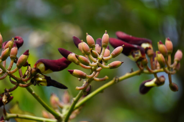 Цветок Erythrina fusca (также фиолетовое коралловое дерево, гетто, буа имбелле, букайо). Используется в качестве традиционной медицины для зуда путем кипения листьев - Фото, изображение