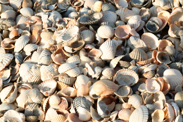 Shell beach. Texture of thousands seashells, background for a post, screensaver, wallpaper, postcard, poster, banner, cover, header for a website. High-quality photo - Photo, Image