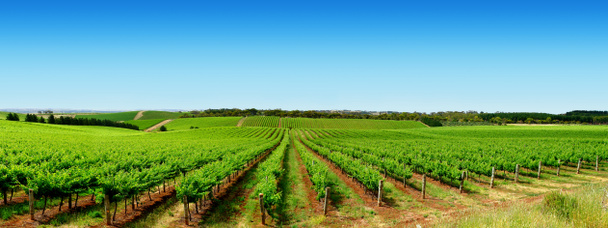 Green Vineyard Landscape - Photo, Image
