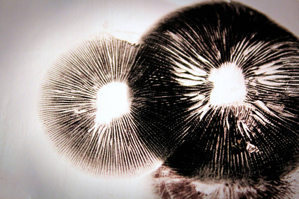 Dark spore prints showing the gills of a mushroom - Photo, Image