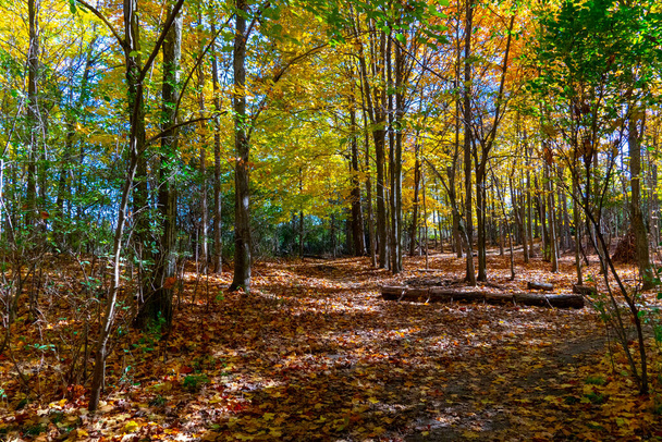 The magical colors of autumn maples turned the forest into a picture of Canadian autumn - 写真・画像