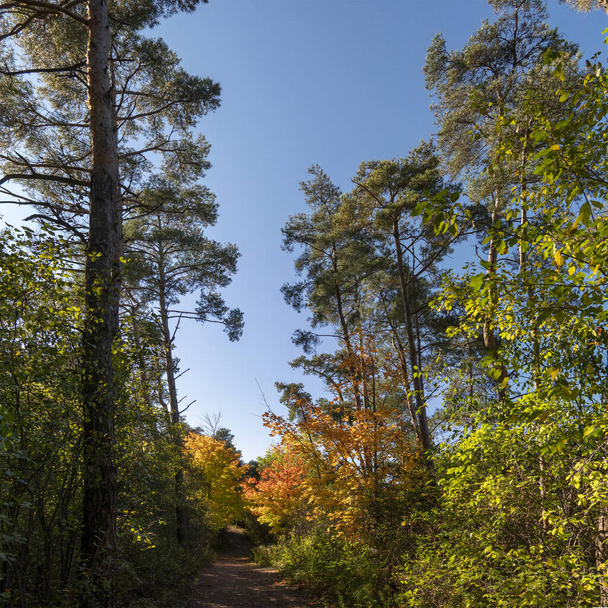 Szlak porośnięty wielobarwnymi drzewami liściastymi, przechodzący przez wysokie sosny - Zdjęcie, obraz