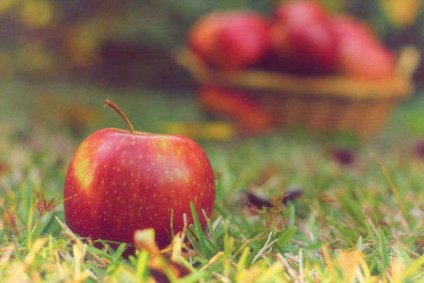 Sonbahar Sığ DOF 'unda bir sepet kırmızı elma. - Fotoğraf, Görsel