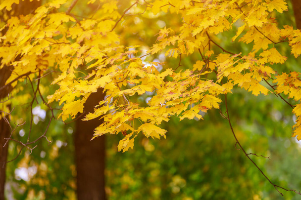 テキストやレタリングのための選択的な焦点とコピースペースと黄金の秋の期間中の秋の自然。背景 - 写真・画像