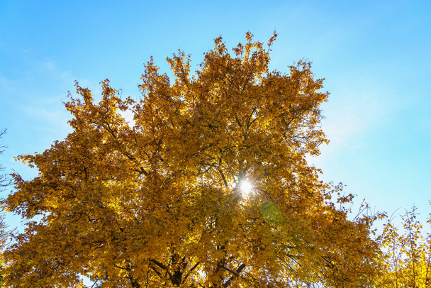 Bellissima natura autunnale durante il periodo dell'autunno dorato. Sfondo di messa a fuoco selettiva e spazio di copia per testo o lettering - Foto, immagini