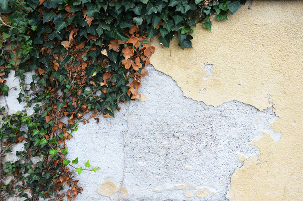 Vieux mur en béton avec plâtre pelant et plante grimpante de lierre  - Photo, image