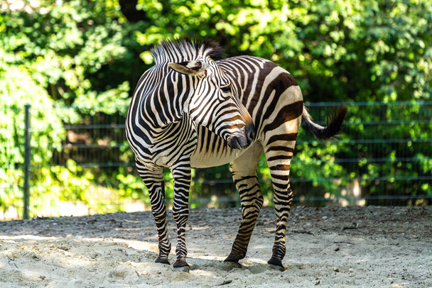 The Hartmann's mountain zebra, Equus zebra hartmannae is a subspecies of the mountain zebra found in far south-western Angola and western Namibia. - Photo, Image